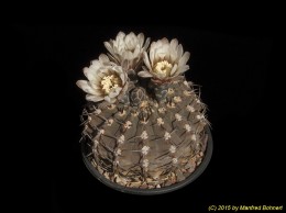 Gymnocalycium riojense ssp. piltziorum 435